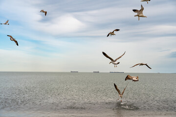 Seagulls taking off from the sea surface on a sunny day