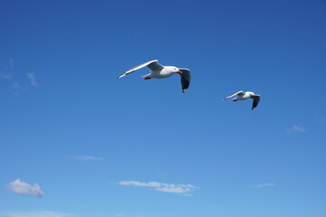Two seagulls on a flight path in bright blue sky and very small clouds