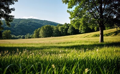 Fototapeta premium green grass meadow outdoor