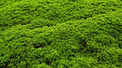 Dark green moss texture
