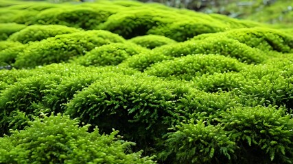 Dark green moss on the stone