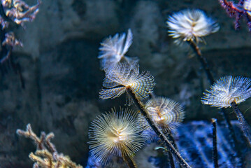 Tube worm Sabella spallanzanii