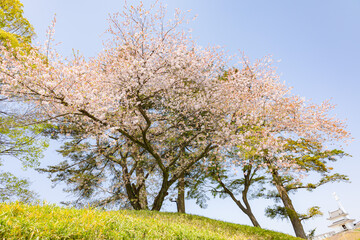Fototapeta premium 宇都宮城址公園