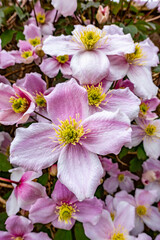 Close up view of a Clematis Montana in flower with many delicate pink blooms.