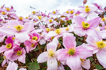 Close up view of a Clematis Montana in flower with many delicate pink blooms.