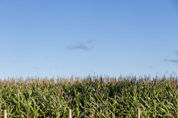 corn field under blue sky