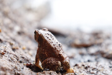 a frog on the rock