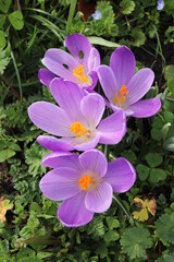 A group of various crocuses