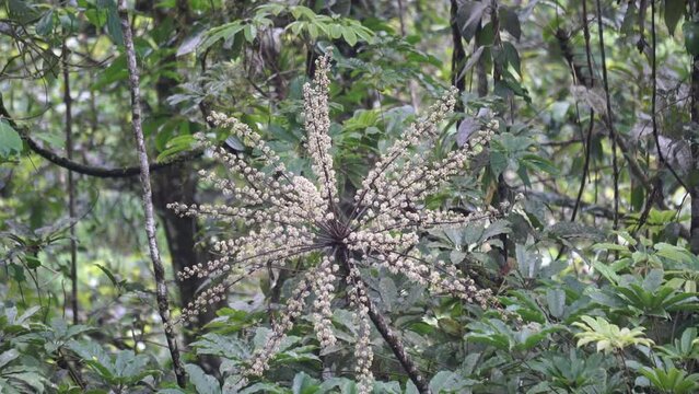Schefflera digitata (the patē, seven-finger, umbrella tree, patē, patatē, patete, kōtētē). The sap of the tree has medicinal uses, and has been used to treat ringworm and sores on the skin