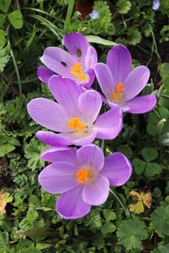 A group of various crocuses