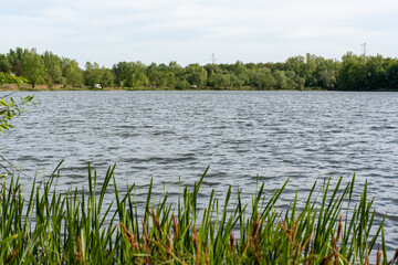 The reeds against the river sway in the wind 