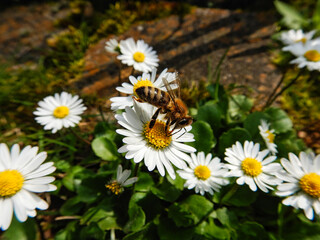 Biene auf G&auml;nsebl&uuml;mchen