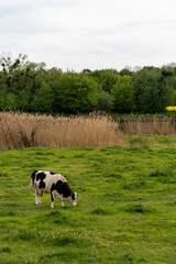 A cow grazing in a spring field of green grass