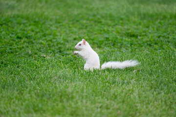  Albino eastern gray squirrel