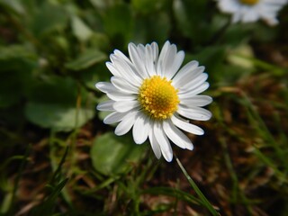 Fototapeta premium Gänseblümchen