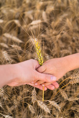 the hands of a child and a mother in a rye field against the background of ears of corn. ripe ears...
