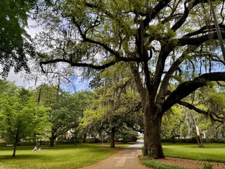 Walking paths lined with shady live oaks and spanish moss in forsyth Park Savannah Georgia