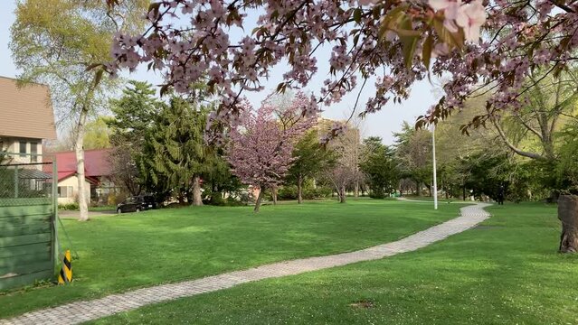In the shower of cherry blossoms, a squirrel runs by in the distance