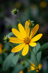 Yellow wildflower surrounded by greenery