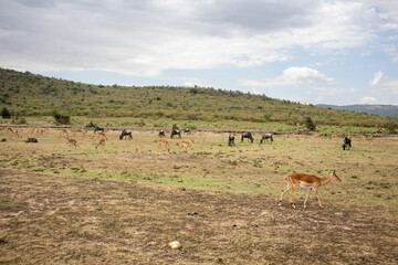 Safari wildlife, Masai Mara, Kenya, Africa