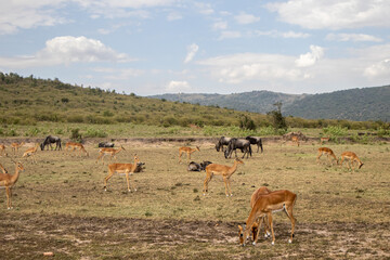 Naklejka na ściany i meble Safari wildlife, Masai Mara, Kenya, Africa