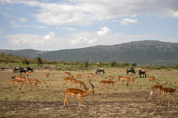Safari wildlife, Masai Mara, Kenya, Africa