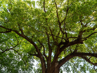 神社の大きな御神木