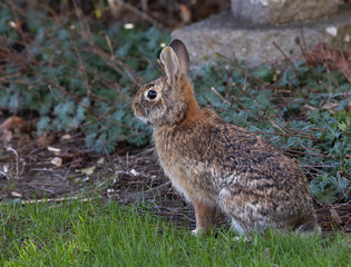 Wild Eastern Cottontail rabbit closeup in a park in springtime in Ontario