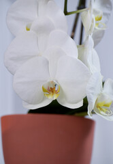 Flor de orquídea blanca en maceta roja