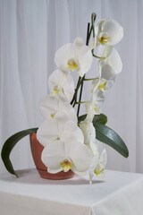 maceta de orquídea blanca