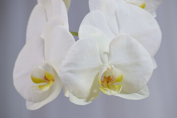Flores de orquídea blanca en plano detalle
