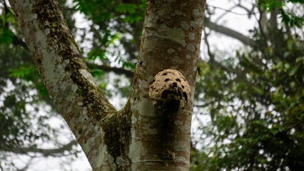 Beehive in a tree with trees and sky background