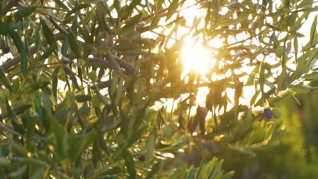 LENS FLARE, CLOSE UP: Sunbeams peek through the verdant leaves of an olive tree. Lush branches with ripening olives swaying in summer wind. Olive oil production in favourable Adriatic climate on Hvar