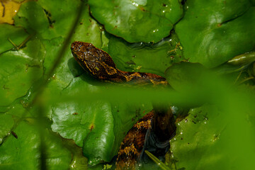 水面から顔を出すマムシ