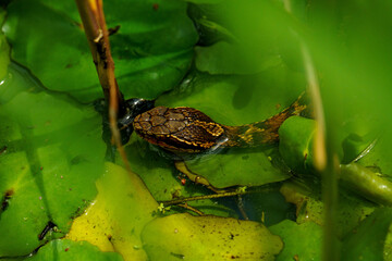 水面から顔を出すマムシ