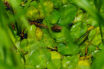 水面から顔を出すマムシ