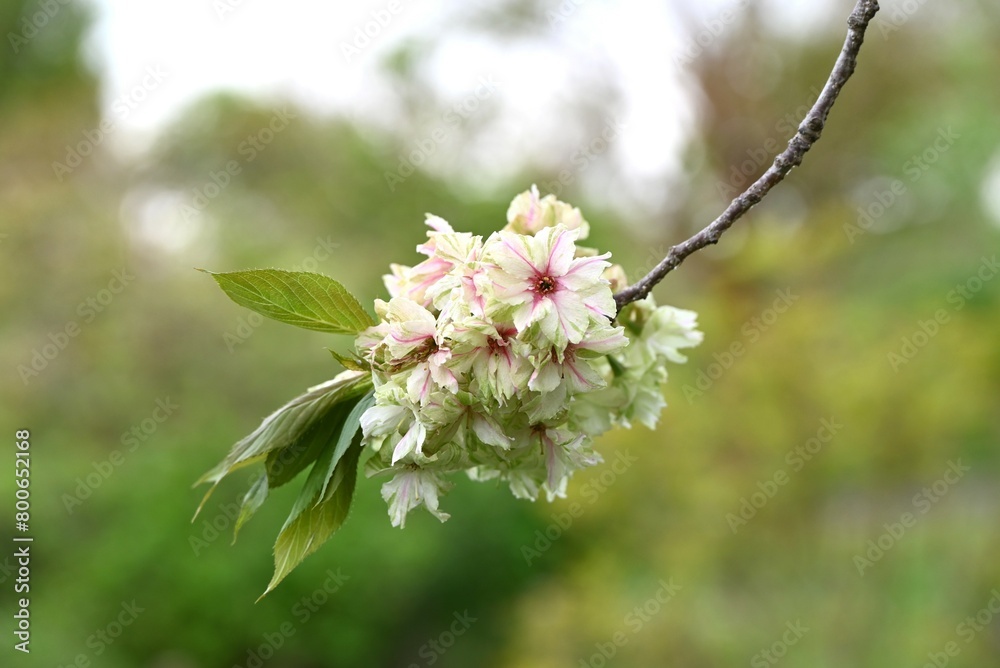 Sticker Double Cherry Blossom (Yaezakura) is a spring tradition and has a deep relationship with the Japanese people, and there are many cultivated varieties. Also called 'Botan-zakura'.
