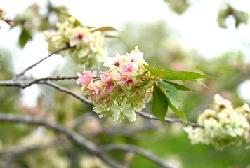 Double Cherry Blossom (Yaezakura) is a spring tradition and has a deep relationship with the Japanese people, and there are many cultivated varieties. Also called 'Botan-zakura'.
