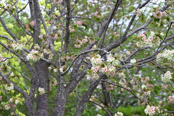 Double Cherry Blossom (Yaezakura) is a spring tradition and has a deep relationship with the Japanese people, and there are many cultivated varieties. Also called 'Botan-zakura'.
