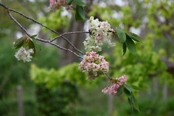 Double Cherry Blossom (Yaezakura) is a spring tradition and has a deep relationship with the Japanese people, and there are many cultivated varieties. Also called 'Botan-zakura'.
