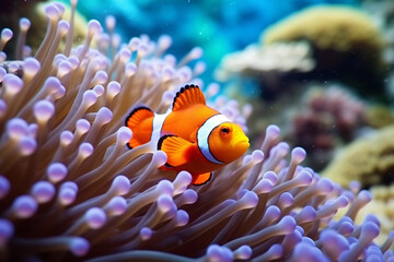 Colorful tropical clownfish swimming near coral and anemone in a vibrant underwater reef