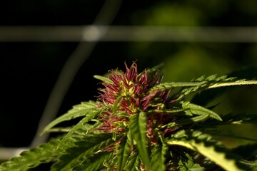 Pink flower cannabis