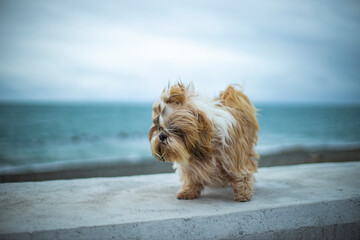 shih tzu dog on the seashore in a storm