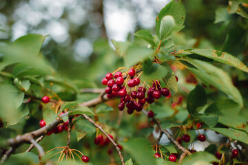 Branches of cherries ripening in the garden. Summer fruit harvest and organic produce concept