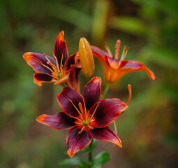 Red Asiatic lilies blooming in a garden. Horticulture and natural beauty concept