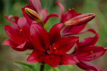 Red Asiatic lilies blooming in a garden. Horticulture and natural beauty concept