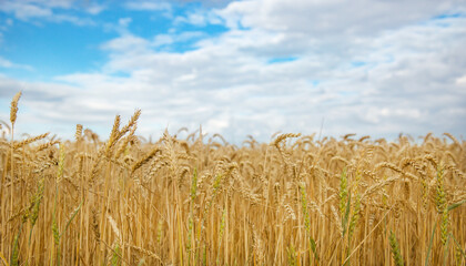 Field of ripe wheat under blue sky with clouds, harvest season. Agriculture and farming concept