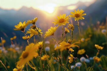 Beautiful sunset over a field of yellow flowers, ideal for nature backgrounds