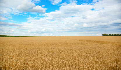 Field of ripe wheat under blue sky with clouds, harvest season. Agriculture and farming concept