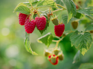Close-up of ripe raspberries on a bush. Organic farming and healthy food concept, copy space